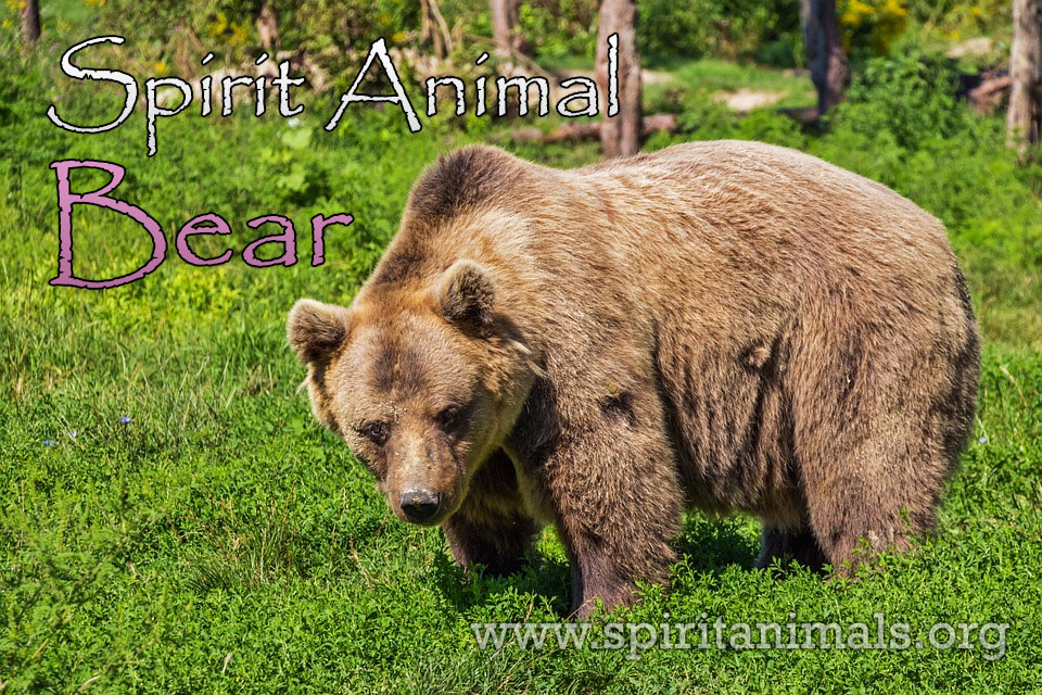 What Does It Mean if a Bear Is Your Spirit Animal?