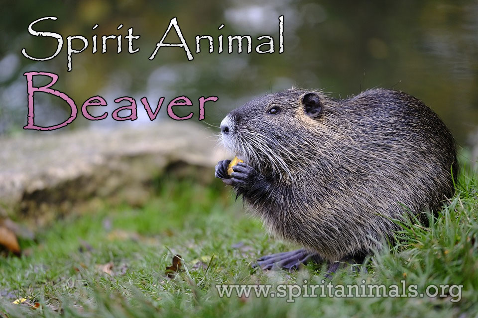 Spirit Animal Beaver 