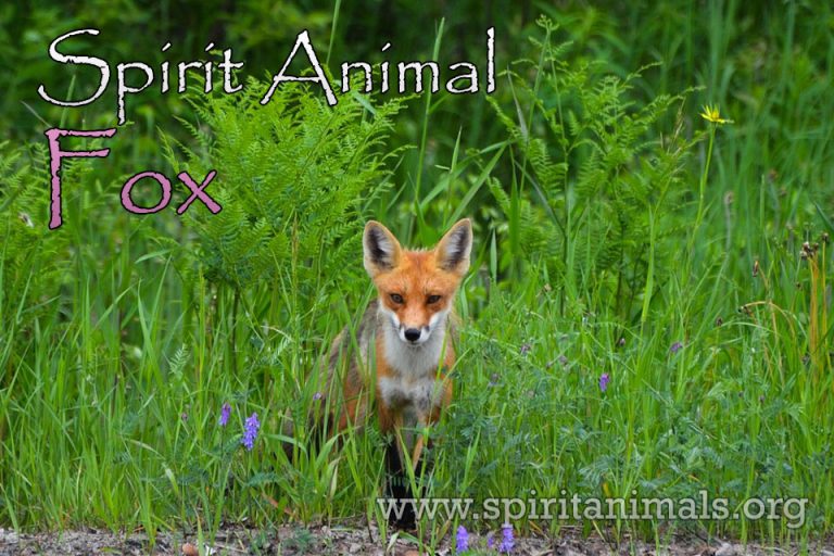 Fox Spirit Animal - Meaning And Symbolism - Spirit Animals