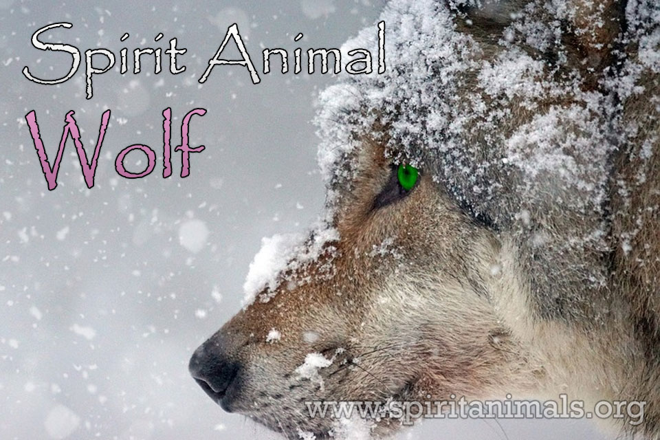 Wolf Spirit Power And Totem Animal Spirit Animals