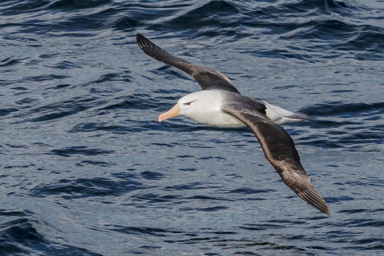 Albatross - Dream Meaning and Symbolism - Spirit Animals