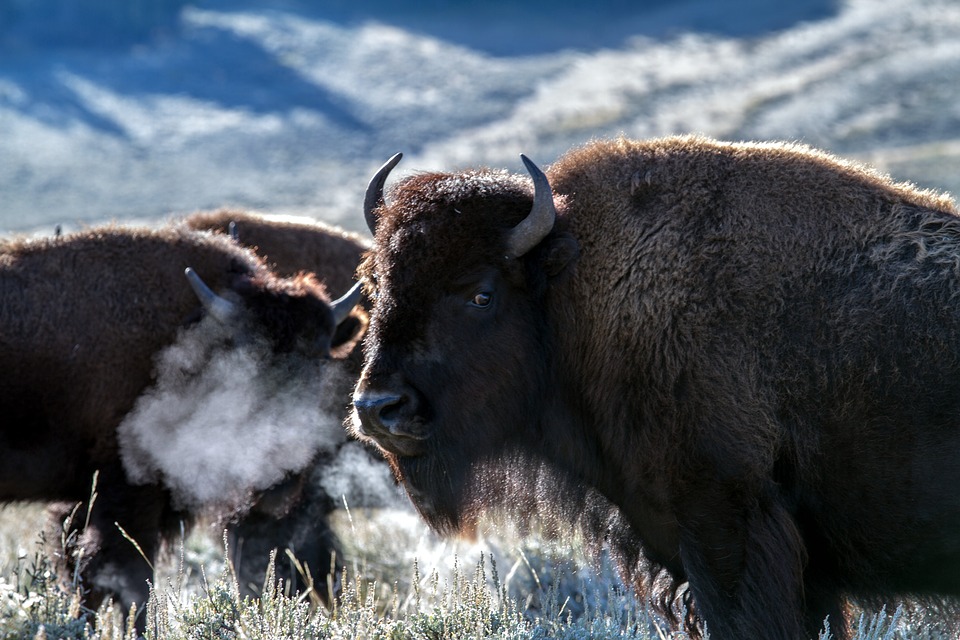 Buffalo Dream Meaning And Symbolism Spirit Animals