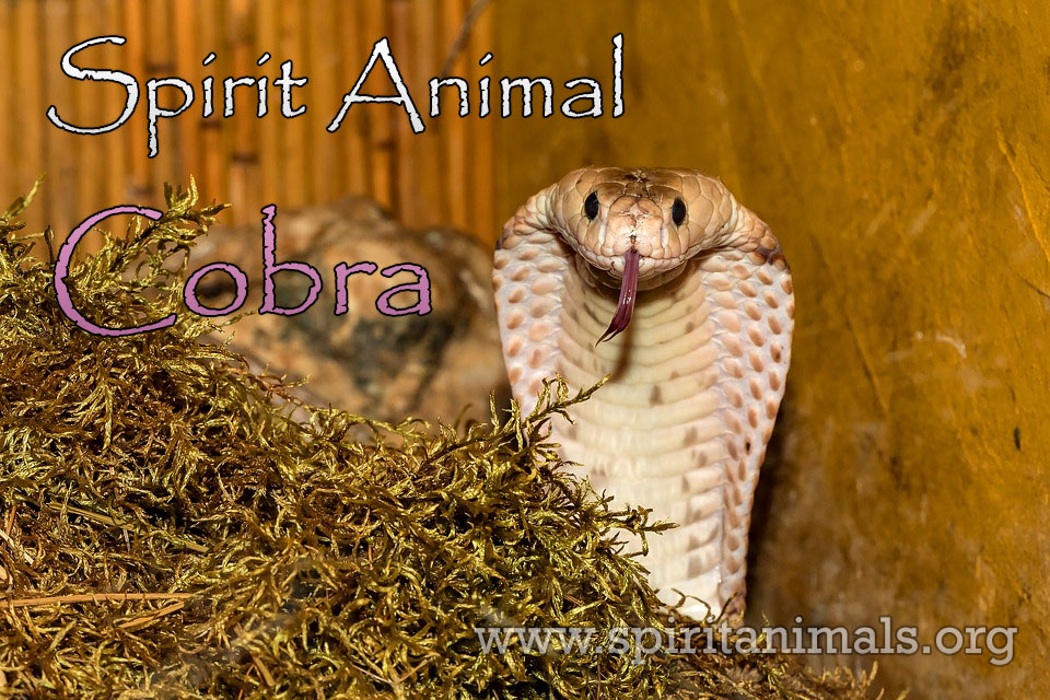 Cobras – characteristics and useful information