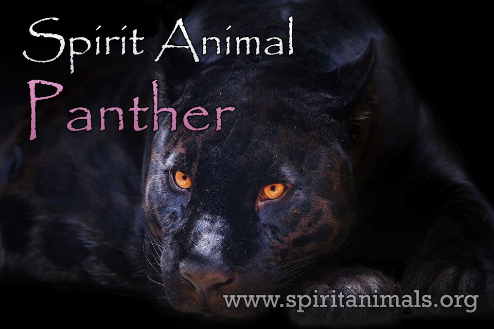 Black Panther Animal Information - All You Need To Know!!