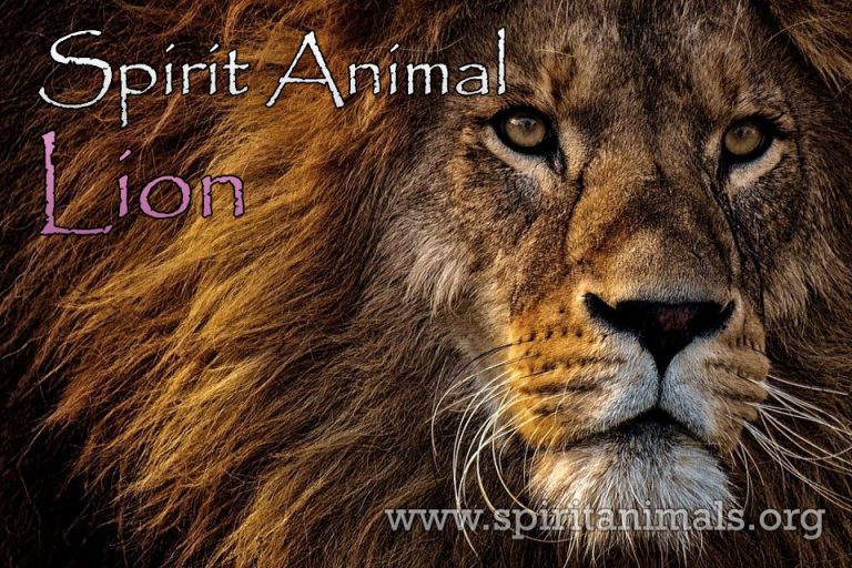 Lion Spirit Animal – Meaning and Symbolism - Spirit Animals