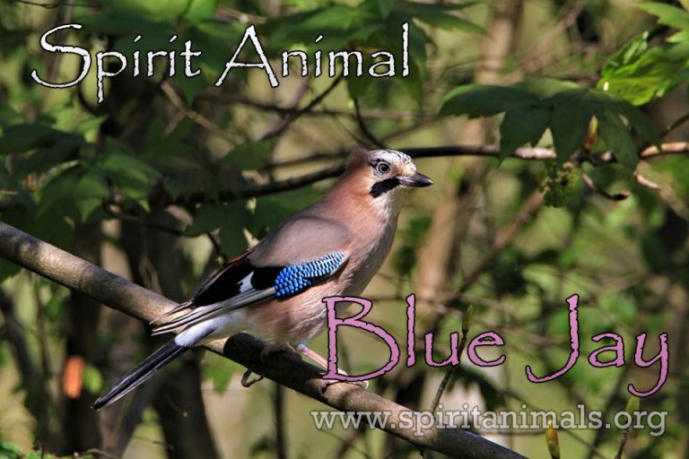 Blue Jay Spirit Animal Meaning And Symbolism Spirit Animals   Bluejay 768x512 