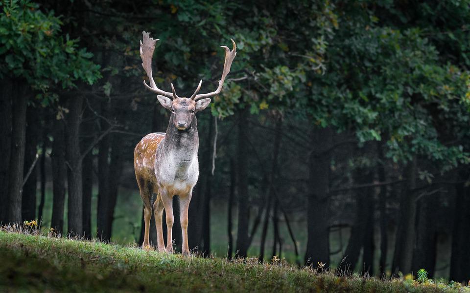 deer-dream-meaning-and-symbolism-spirit-animals