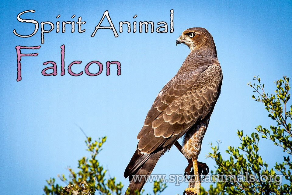 native american spirit animals hawk