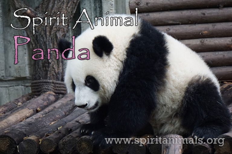 panda-spirit-animal-meaning-and-symbolism-spirit-animals