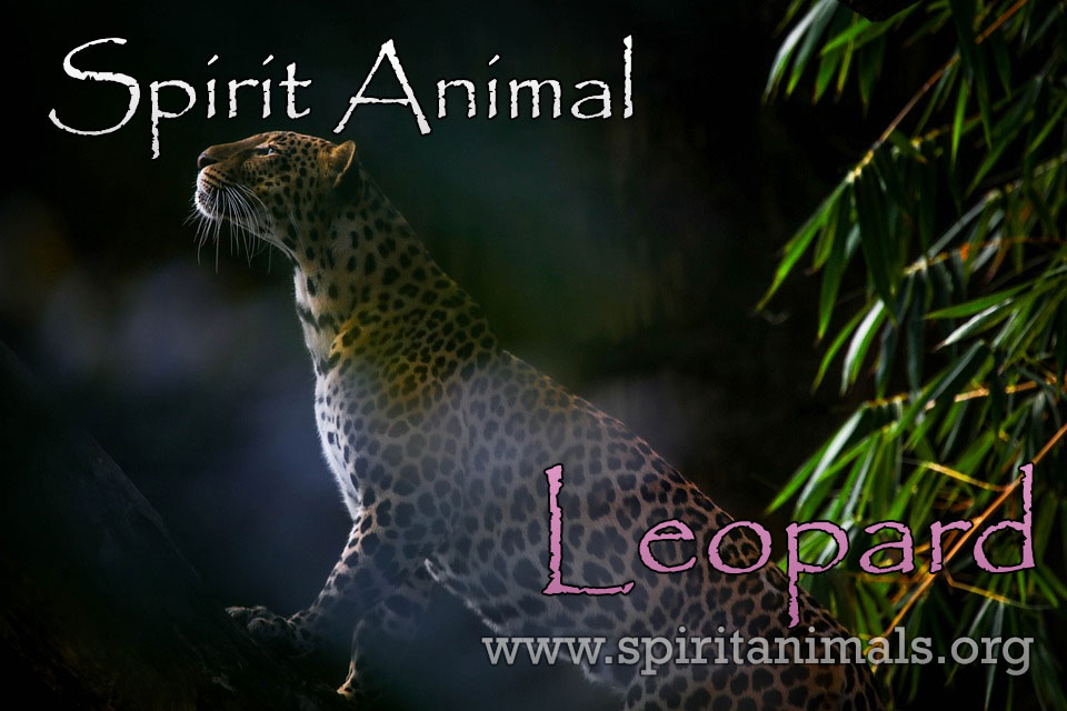 leopard symbol meaning