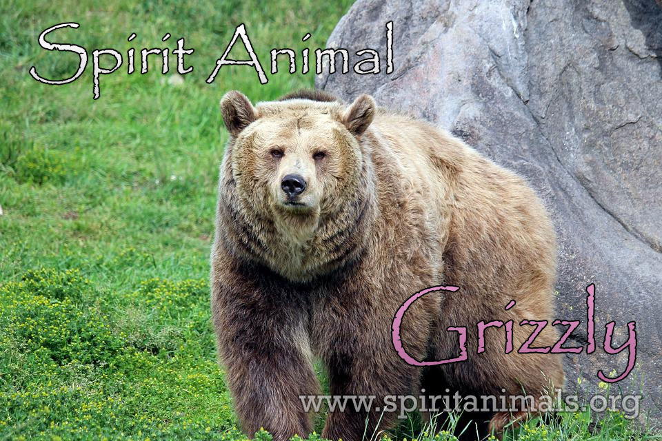 Bear Spirit Animal, Meaning