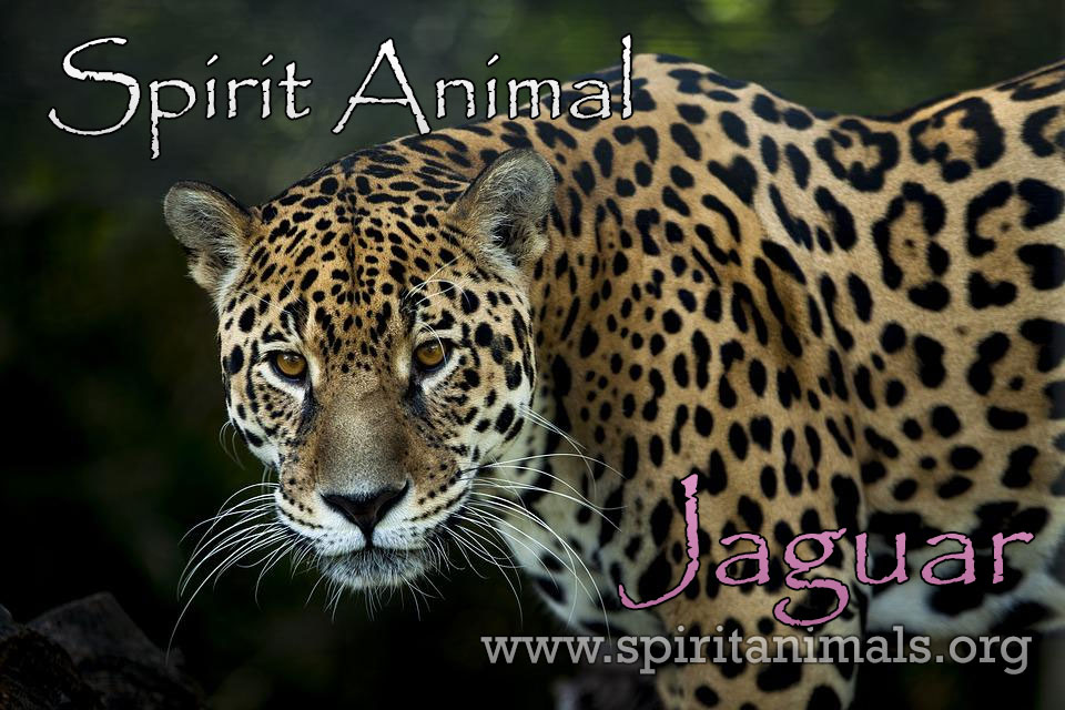 Fox Symbolism & Meaning  Spirit, Totem & Power Animal