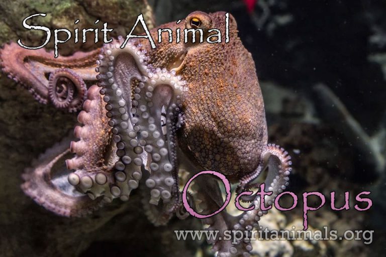 Octopus Spirit Animal – Meaning And Interpretations - Spirit Animals