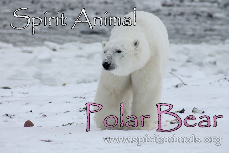 Animal Spirit Guide: The Bear (Shamanic Power Animal). Bear Symbolism 