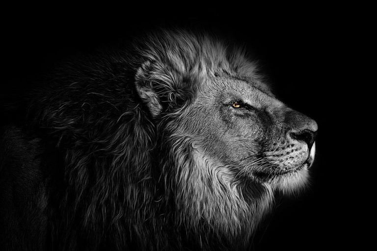 lion-in-a-dream-meaning-and-symbolism-spirit-animals