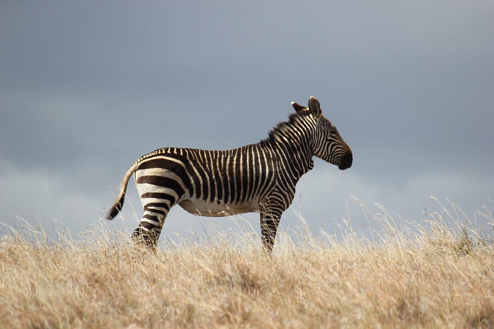 Zebra In A Dream Meaning And Explanations Spirit Animals