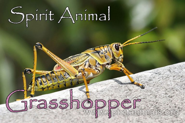 Grasshopper Spirit Animal Meaning And Interpretations Spirit Animals   Grasshopper 768x512 