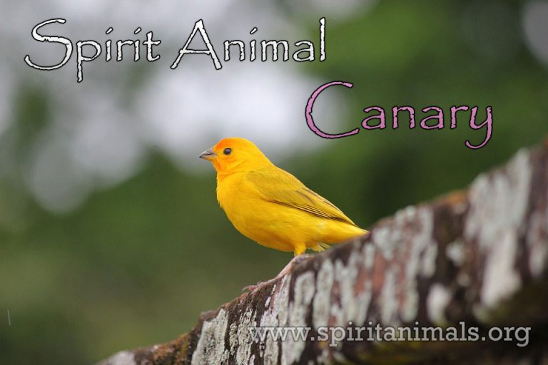 Canary Spirit Animal Meaning And Symbolism Spirit Animals