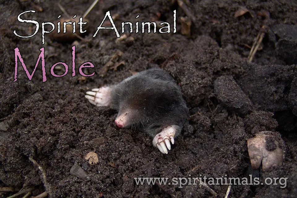 Mole Spirit Animal – Meaning and Interpretations - Spirit Animals